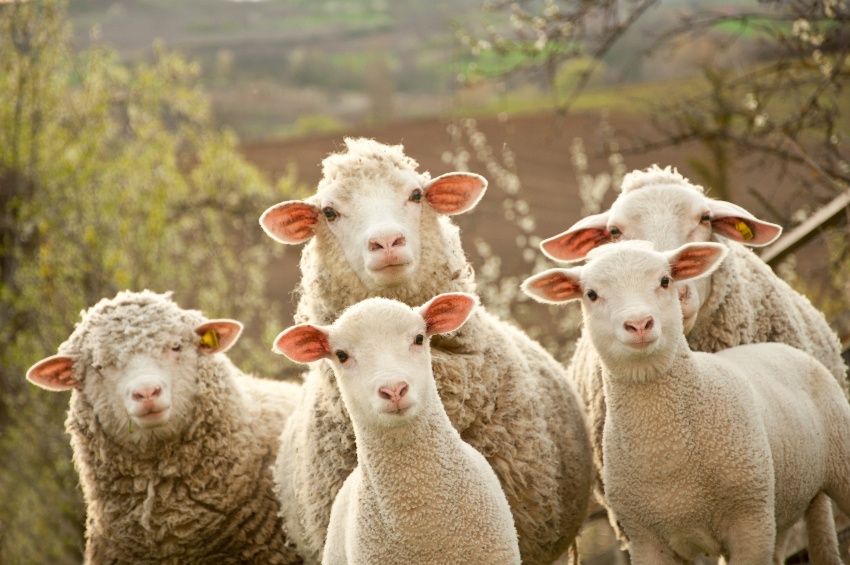 Drei Schafe und zwei Lämmer